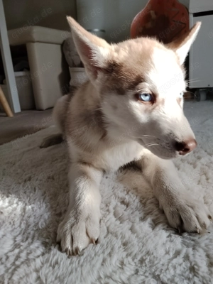 2 Siberian Husky Welpen Rüden