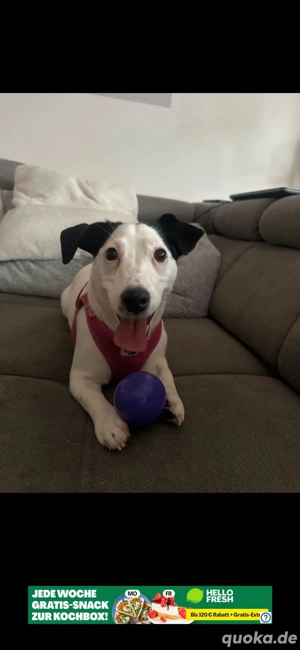 Jack russel mix Daysie 