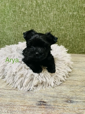 Yorkshire Terrier Welpen