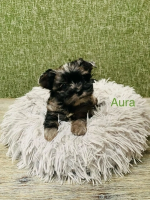 Yorkshire Terrier Welpe