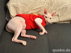 Sphynx Katze