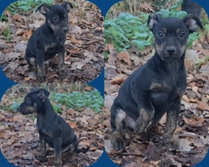 Pinscher x Bulldog Welpen.