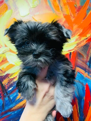 Yorkshire Terrier Welpe