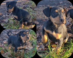Pinscher x Bulldog Welpen.