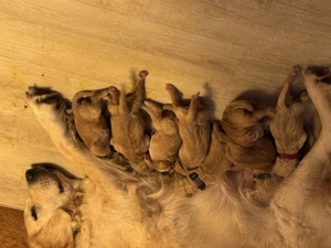 Goldendoodle Welpen F1 Familienaufzug 