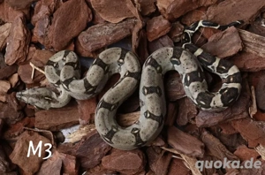 boa constrictor longicauda "high yellow" nz25 und proven breeder Paar nz17