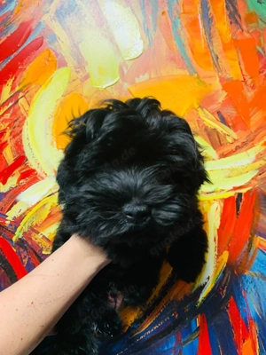 Yorkshire - Malteser (Morkie) Welpen