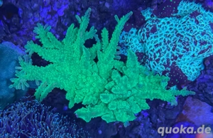 Acropora Grün 