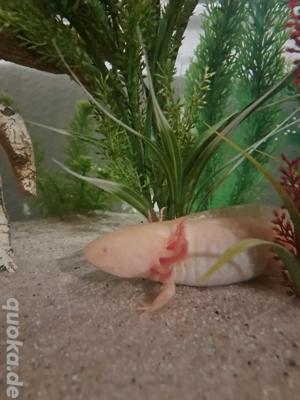 Axolotl BD frei Jungtiere Weißling Wildling Weißalbino Goldalbino  Bild 2