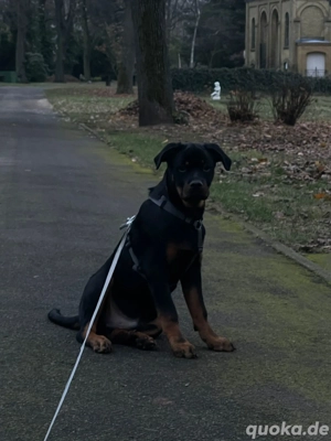 Rottweiler 