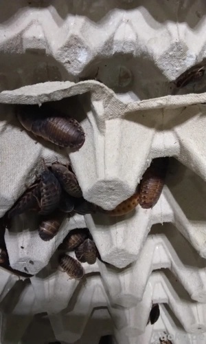 Argentische Waldschaben 