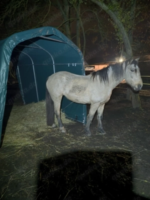  2 Pflegebeteiligungen zu vergeben 