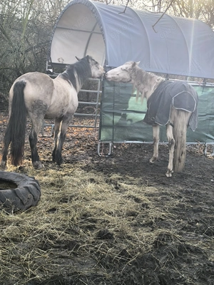 Reitbeteiligung für sicheren Reiter mit Erfahrung an lieber Jungstute 