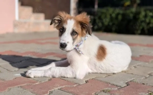 Herzenshund Taloo sucht seine Menschen