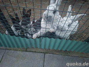 Helle Gros Silber Kaninchen 