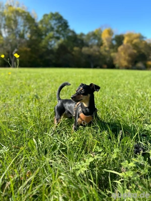 hund schweren Herzens abzugeben