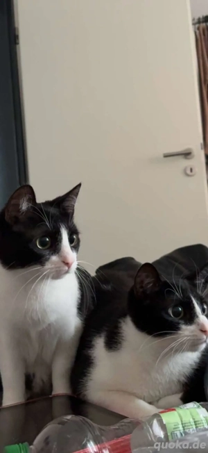 Liebevolle Katzen abzugeben