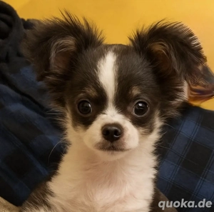 Chihuahua Rüde 5 Monate blau weiss