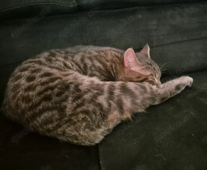 Zwei Brüder suchen ein schönes Zuhause.