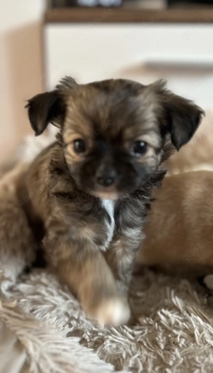 Wunderschöne Chihuahua Welpen 