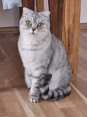 Dringend: Kira und Zelda suchen ihr Zuhause