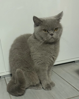 Bkh Katze lilac mit Stammbaum