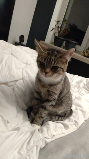 EKH BKH mix Katze Grille 