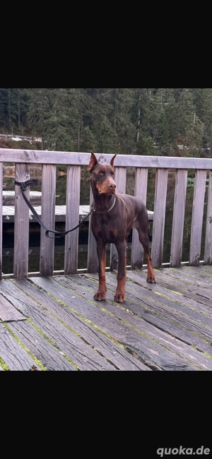    Liebevolles Zuhause für unseren Hund gesucht (Dobermann 8 Monate jung)