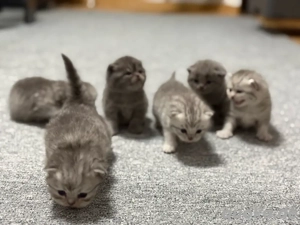   süße Britische Kurz- & Langhaarkätzchen zu verkaufen   