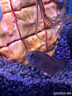 weiblicher Zwergbuntbarsch Opal-Apistogramma