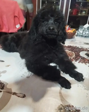 Reinrassige Zwergpudel-Welpen 