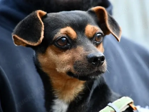 Mario sucht sein Zuhause (noch auf Sardinien)