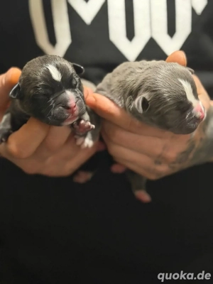 Amerikan bully welpen 