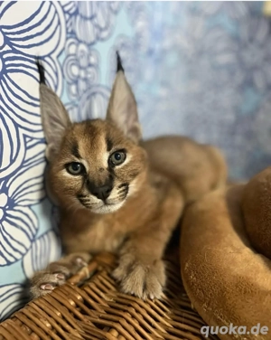Karakal-Kätzchen zur Adoption verfügbar