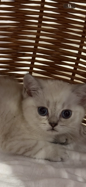 Britisch kurz Haar Kätzchen zu verkaufen 