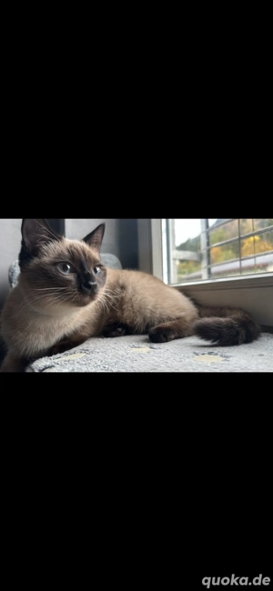 Zwei verschmuste Schwestern suchen liebevolles Zuhause   