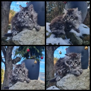 Typische Maine-Coon-Kätzchen, geimpft und gechippt