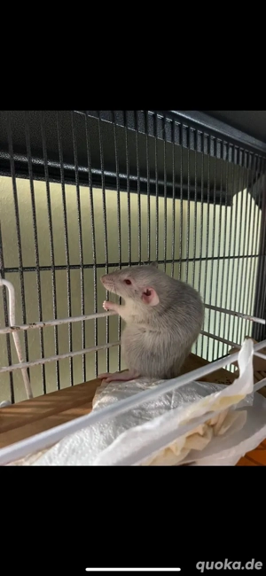 4 Ratten Rudel weiblich 