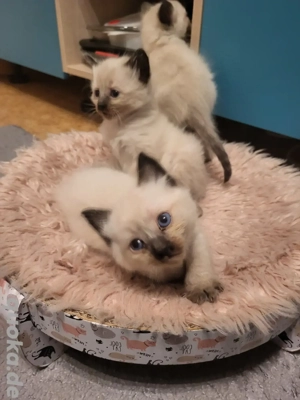 Siamkatze Kitten 