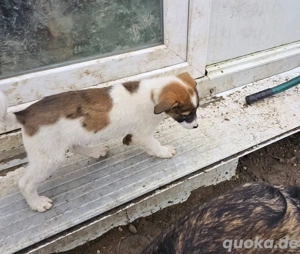 Rocco ist reisefertig und wartet nun auf euch