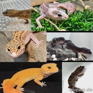 Leopardgeckoverpaarungen 2026