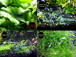 Zwerggarnelen, reinerbig, Versand  Abholung