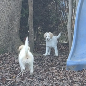 Mischlingswelpen suchen ihr 5 Sterne zuhause