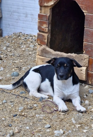 Watson liebt es gekrault zu werden