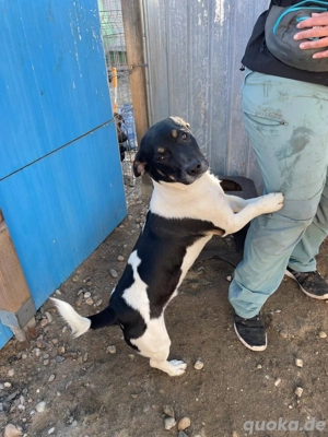 Watson liebt es gekrault zu werden