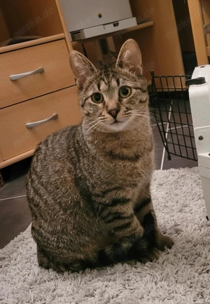 Lieber Akari sucht sein Zuhause