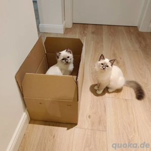 süße Ragdoll-Kätzchen