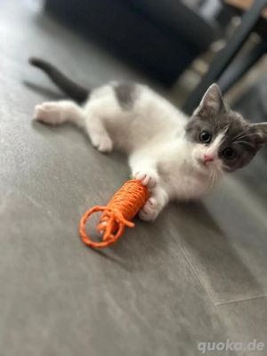 Bezauberndes BKH-Heilige Birma Mix Mädchen sucht Herzensplatz