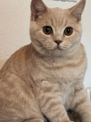 Djamie - Bkh Kitten in Cream