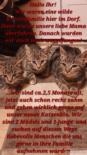 kleine Katzen abzugeben 
